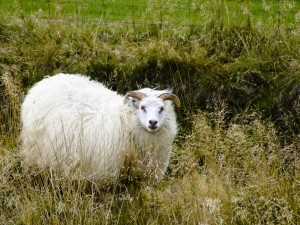 Das gibt wohl einen Pulli her. Isländisches Schaf auf der Weide. ©Sabine Burger, Alexander Schwarz, Island - Iceland 2007 09