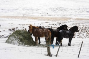 Wegen ihrer doppelten Facht halten Islandpferde auch Kälte gut aus. ©Sabine Burger, Alexander Schwarz, IMG_4313__2010-02-26_13-17-23_aA