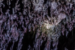 Seltene Bakterien machen Höhlenwände glitzern. ©Sabine Burger, Alexander Schwarz, 2014-05-07__MG_7050_00104