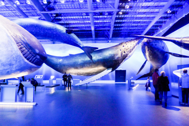 Riesige Halle für gigantische Meeresbewohner: das Whales of Iceland in Reykjavík, ©Sabine Burger, Alexander Schwarz, 2015-03-06_P1120985_00018