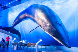 Maßstab 1:1– von der Grôße der Wale kann man sich im Museum in aller Ruhe beeindrucken lassen. ©Sabine Burger, Alexander Schwarz, 2015-03-06__MG_2988_00054